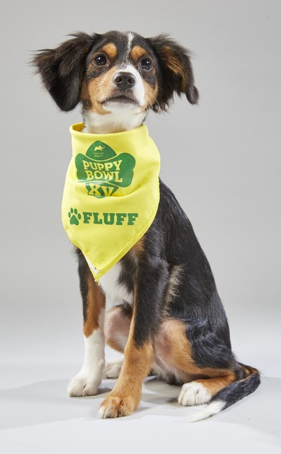 Puppy Bowl XV